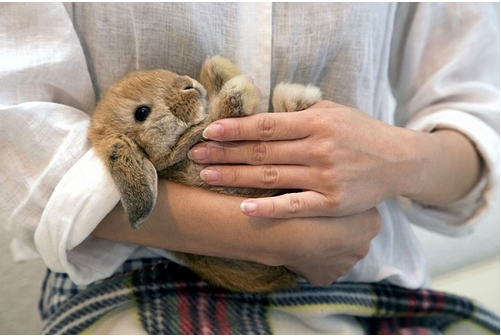 A coffee shop that can be in close contact with small animals.