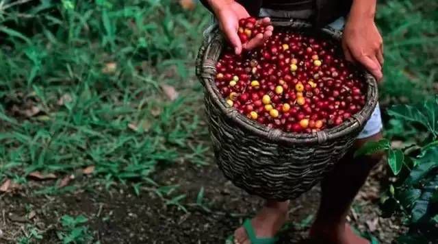 Understanding of coffee beans-coffee beans are not beans but fruits