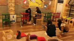 Go to cat-themed cafe, get close to pet cat cafe, theme cafe, sanitary cat coffee