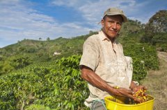 The efficacy of Colombian coffee beans what are the effects of Colombian coffee beans? Caffeine