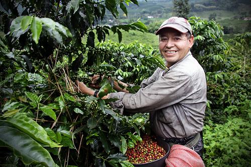 Brazilian coffee beans Brazilian coffee Brazilian coffee flavor Brazilian coffee mouth of Brazilian coffee