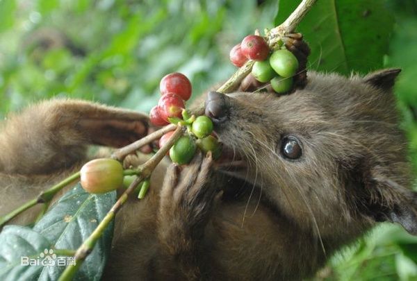 The price of civet coffee Cat poop coffee The origin of cat poop coffee The origin of cat poop coffee