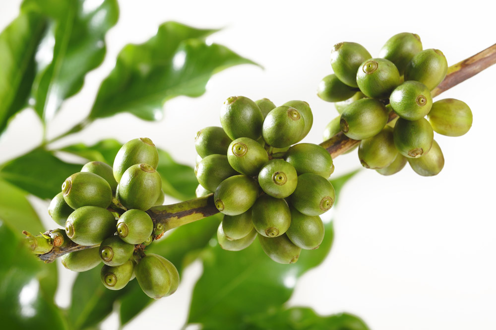 The characteristics of Arabica beans Arabica beans source coffee beans Arabica beans