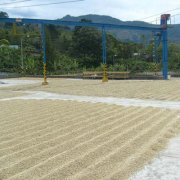 Cultivation of boutique coffee beans in Costa Rica current situation of boutique coffee in Costa Rica