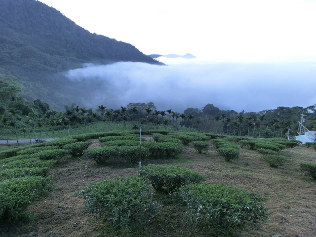 Coffee Manor Yunnan Coffee Manor Tour Yunnan Coffee