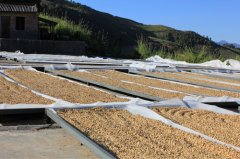 Honduras: coffee export ranks second in Central America, Honduran boutique coffee American coffee