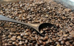 Yunnan BM species (Blue Mountain species) Fine Coffee Raw Bean Yunnan Fine Coffee Manor Top Yunnan