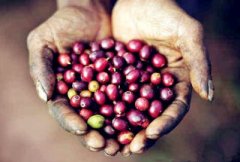 Introduction of Indonesia Mantenin Fine Coffee beans Mantenin Coffee taste Mantenin Coffee production