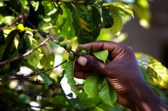 Introduction to boutique coffee-- flavor characteristics of Rwandan coffee taste characteristics of Rwandan coffee Luwang