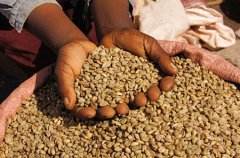 Introduction of High quality Coffee beans-- Guatemala Coffee beans Guatemala Coffee characteristics Guatemala horse