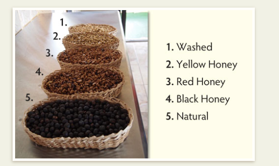 The treatment method of raw bean-- how to grade the coffee bean after honey treatment?