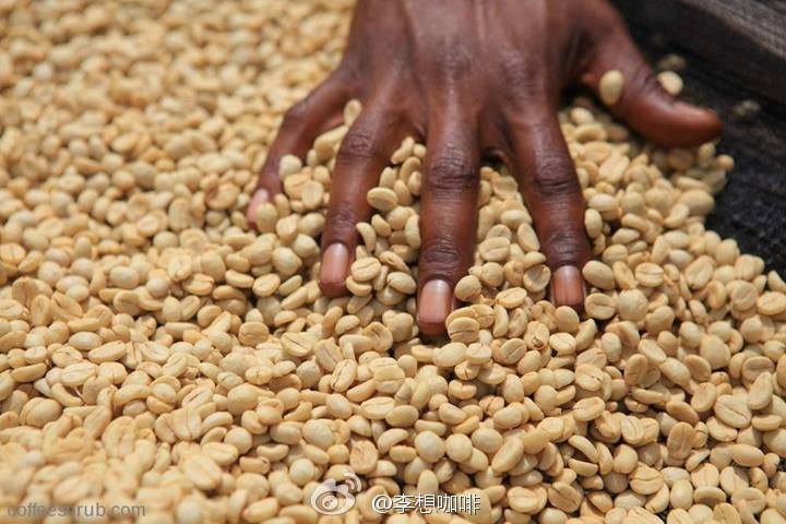 The method of picking raw beans how to pick raw beans steps of picking defective beans