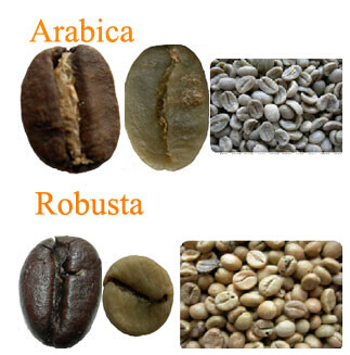 What's the difference between Arabica and Robusta Arabica coffee beans