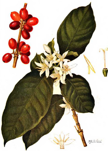 Introduction of Arabica beans characteristics of Arabica beans