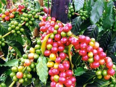 Introduction to Coffee beans-- Yunnan small Coffee Origin Yunnan Coffee characteristics Cloud