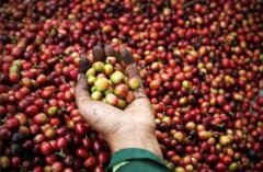 A brief introduction to Manning Coffee is the coffee delicious? The characteristics of Manning Coffee