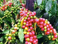 Introduction of Yega Chefe Coffee Fine Coffee