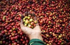 Market for Puerto Rico Coffee Status of Puerto Rico Coffee Production Wave for Puerto Rico Coffee