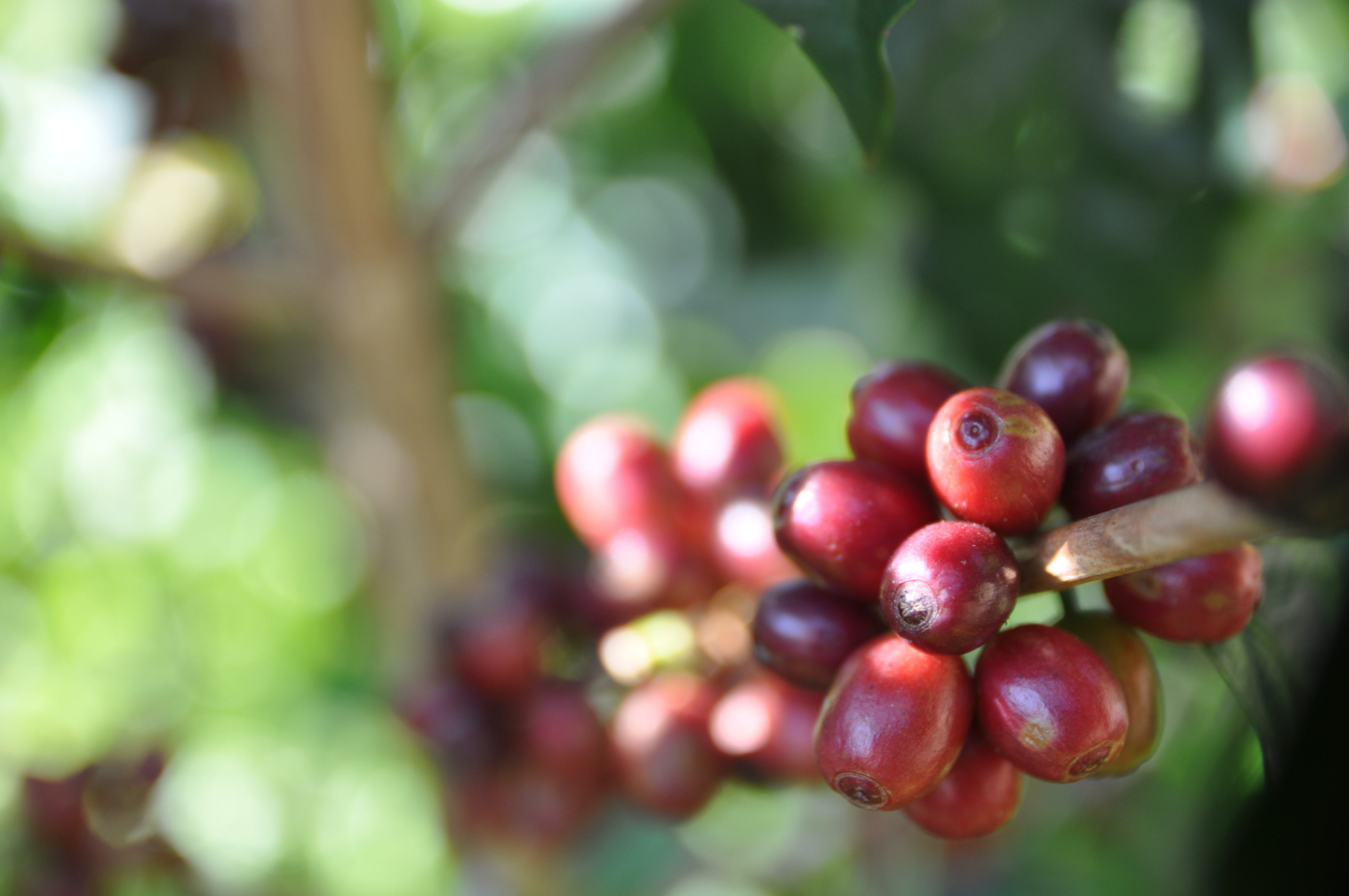 Coffee beans Coffee from the Middle East and South Asia Coffee from Asia