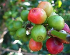 Knowledge of Fine Coffee beans-- Panamanian Rose Summer Coffee characteristics Rose Summer Coffee unique style