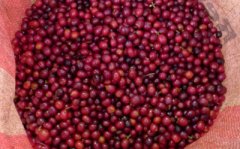 Introduction to boutique coffee beans-- Rose Summer Coffee characteristics Panamanian boutique coffee Rose Summer