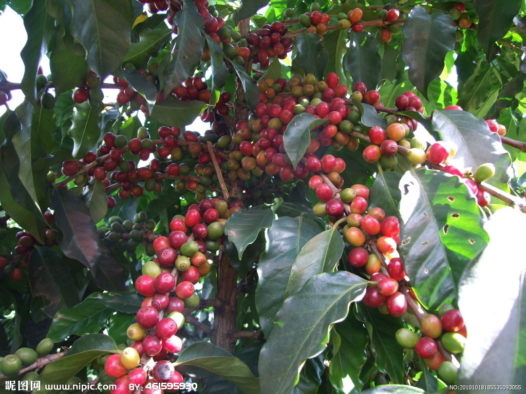 The characteristics of Arabica beans Rwanda coffee beans