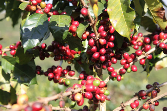 What are the types of coffee trees? Arabica species Robasta species Liberian species