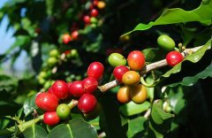 The King of Coffee beans Jamaica Blue Mountain Coffee Blue Mountain Coffee characteristics Blue Mountain Coffee planting Blue Mountain