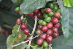 Ethiopian Harald boutique coffee introduction boutique coffee bean knowledge coffee grower