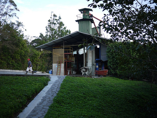 Boutique Coffee cooked beans Solar treatment of Vera sa in Shumawa Manor in the western valley of Costa Rica