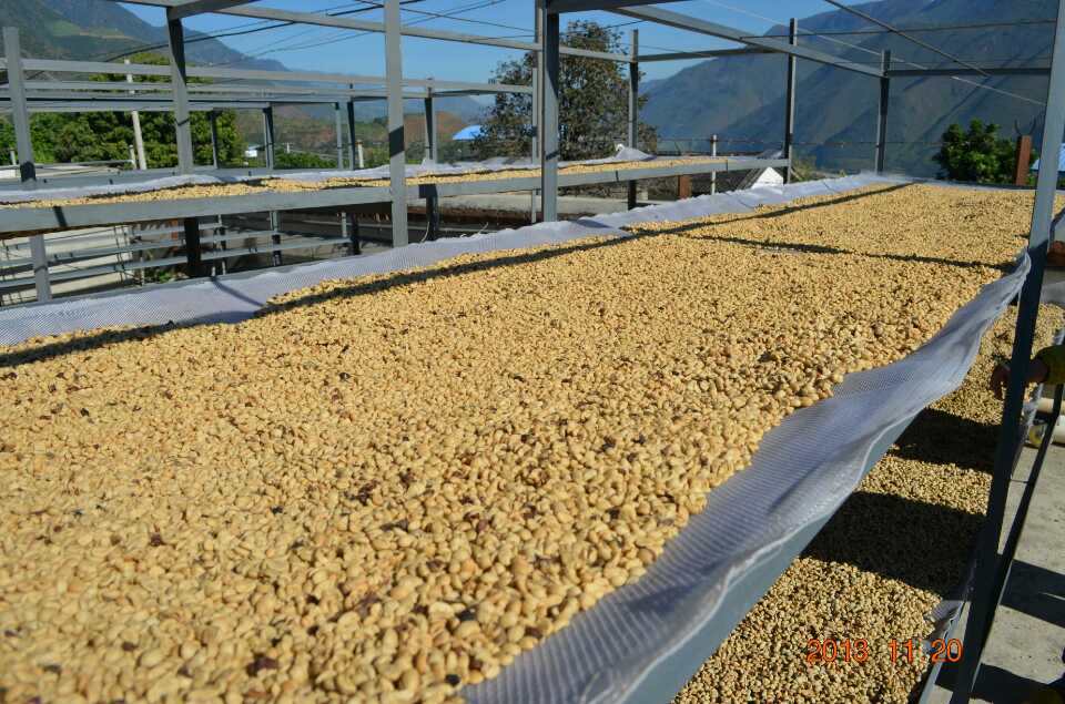 Caesar Louis Manor, Poquet boquete, Panama, washing and processing Fine Coffee cooked beans