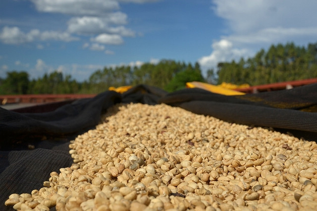 Royal Coffee processing Plant in St. Roman, a country grown in Central America, Tarazu, Costa Rica.