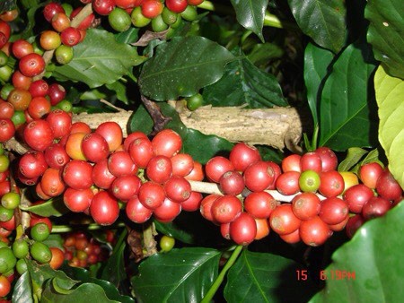 Ethiopia sidamo Sidamo G2 grade washing treatment of African coffee boutique coffee ripe beans