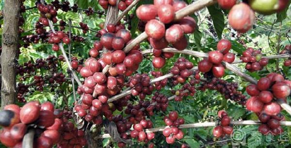 Bancimaji BenchMaji Ethiopian primeval forest boutique coffee treated by Yega Xuefei in the sun