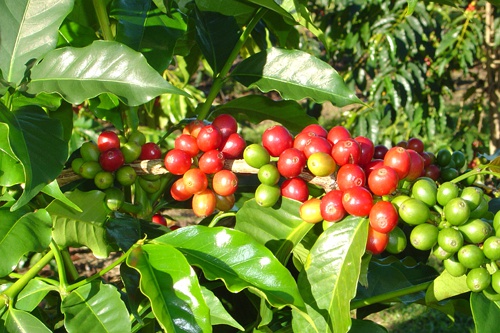 African coffee Kenya Nyeri producing area Jia Tuji Gatugi processing plant washed AA cranberries