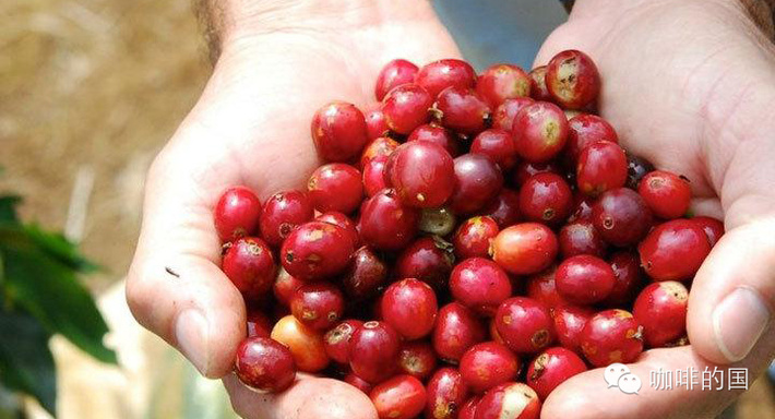 Cooked beans of sun-cured coffee in the Shakisso producing area of Sidamo Guji Guji, Sidamo, Ethiopia