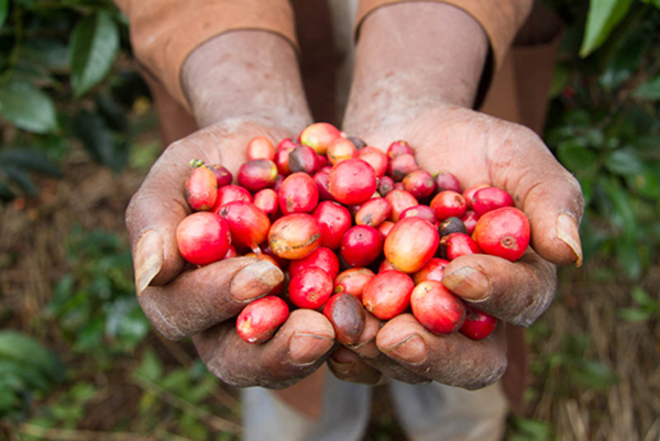 Coffee Network recommends Ataisi Manor in El Salvador, America, micro-batch washing Pacamara Pacamara.