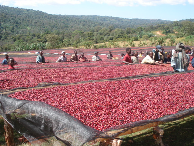 The China Coffee Network recommends Ethiopian sun-dried jaga Feijia snow coffee G1 sugar-free boutique coffee.