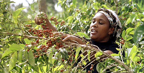 African Coffee Manor Musiui treatment Plant in the western province of Rwanda washing and treating bourbon boutique black coffee