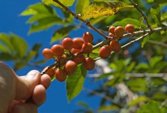 Introduction to Fine Coffee Bean Manor-- Martinique Coffee from Martinique Coffee