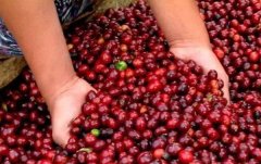Introduction to Java quality Coffee in Indonesia the taste characteristics of Java boutique coffee