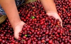 Sumatra Mantenin premium boutique coffee introduction Mantenin boutique coffee taste characteristics Mantenin