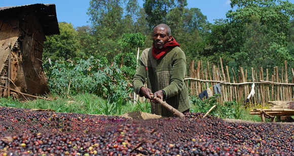 Indonesia Bali Kalana Quinta Mani Volcano Ubud Processing Plant Sun-cured Coffee Cooked Beans