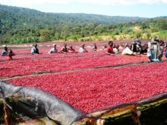 Introduction to Columbia Coffee producing area-- Santa Rita Coffee Manor Colombian Fine Coffee producing area