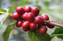 Panamanian Caesar Louis Boutique Coffee Manor introduces Panamanian Poquet boquete Coffee producing area