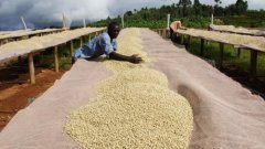 Ethiopian Sidamo Lion King Coffee introduces Ethiopian coffee producing area Ethiopian coffee