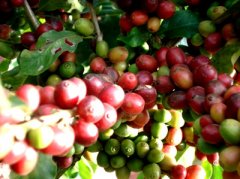 Introduction to Fine Coffee-- A brief introduction to the cultivation of Taiwan Coffee