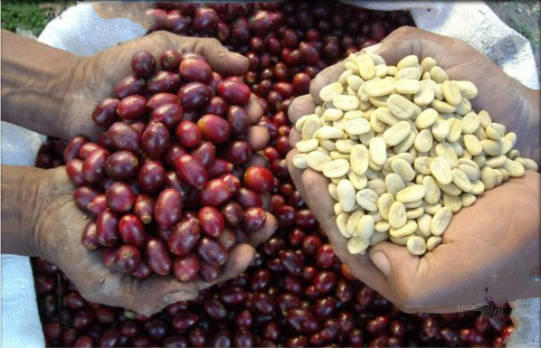 Grade A water washing treatment of pearl beans at PNG Kimmel Manor, Papua New Guinea, Indonesia