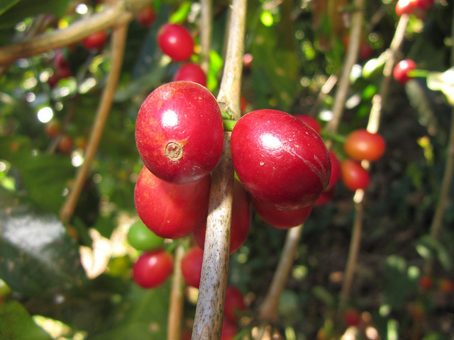 Mocha Coffee Columbia Coffee Triple Crown King wants manor honey to treat rare varieties of mocha beans