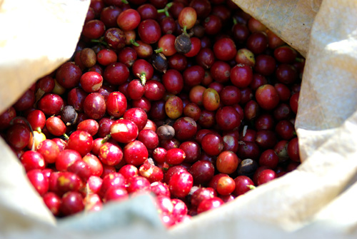 American Coffee producing area Cadura bourbon in Guatemala Coffee Vicki Heights Vivette South Fruit producing area